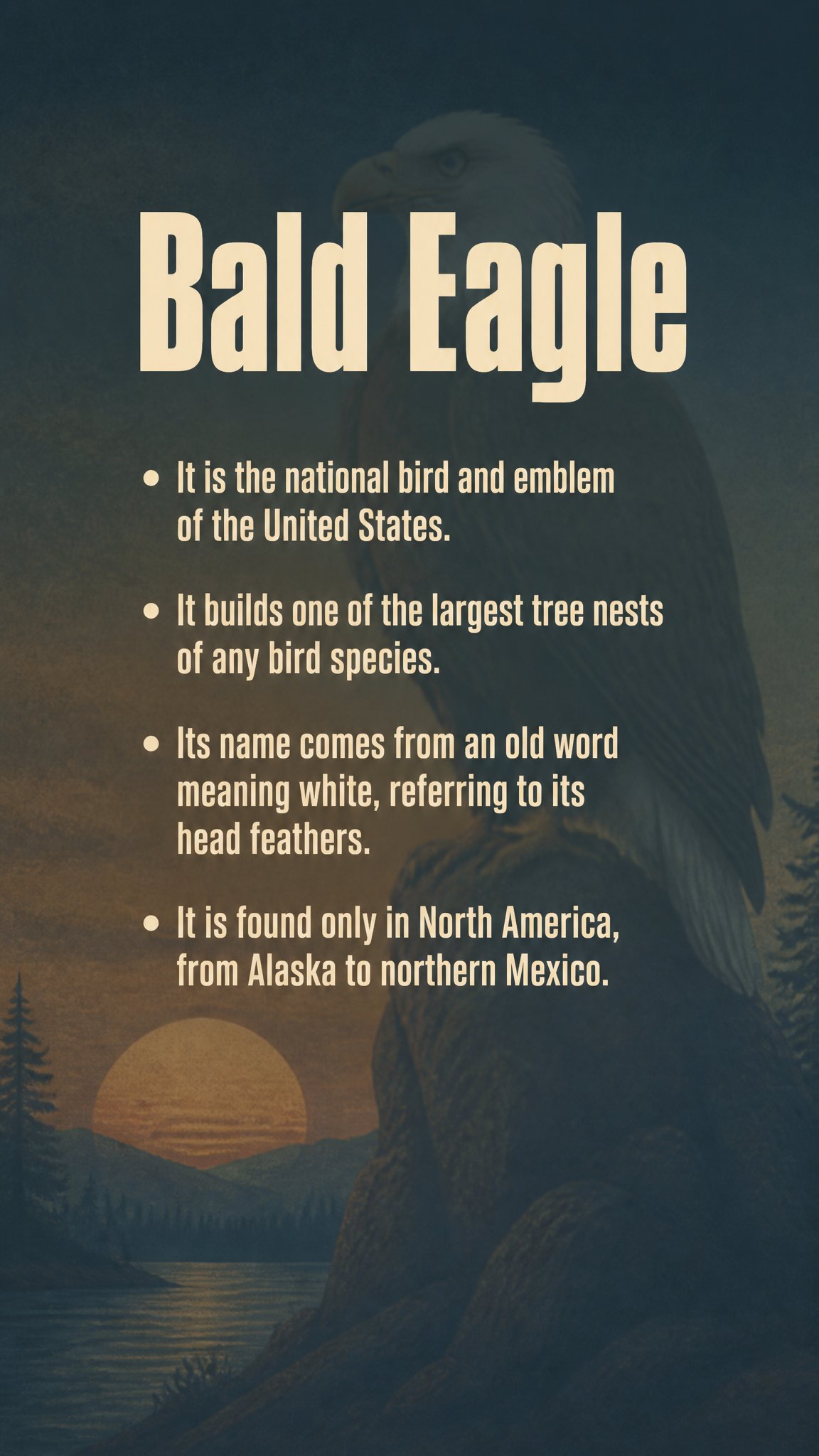 Generated card back — Bald Eagle facts